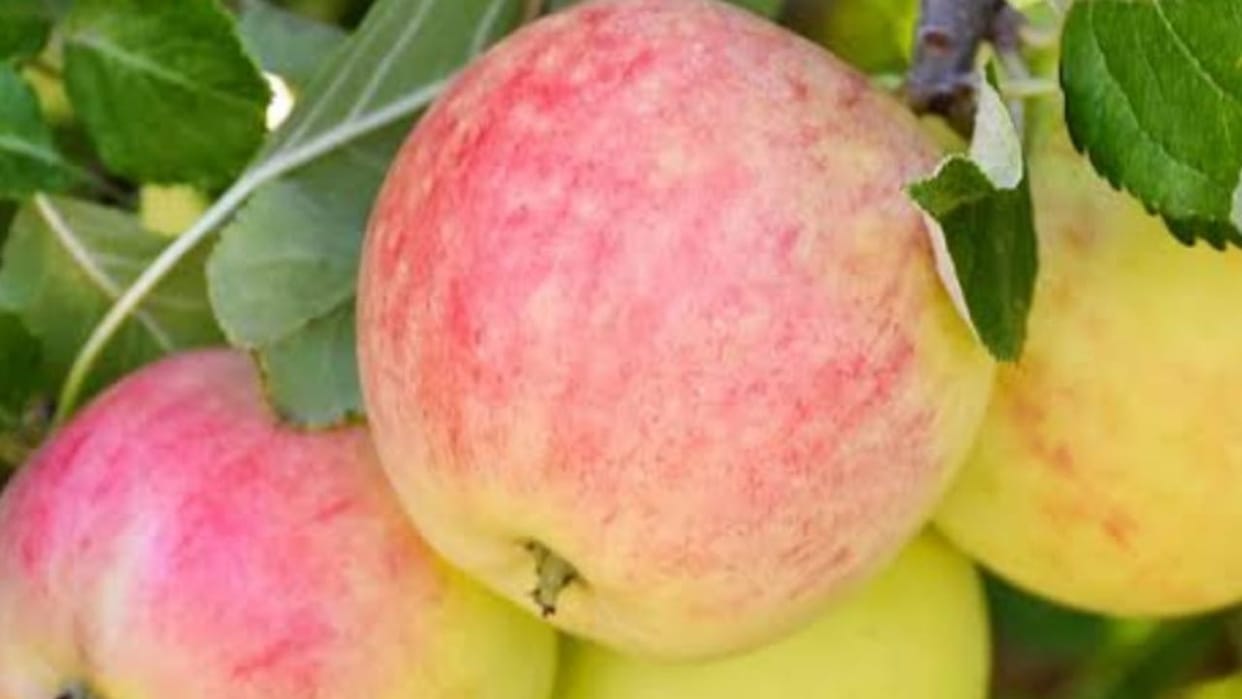 Himachal News Anna apple enters Shimla half box sold for Rs 1100 Bhattakufer fal mandi