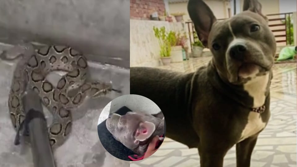 Meerut: Mini saved her owners son by sacrificing her life, even after being bitten 26 times