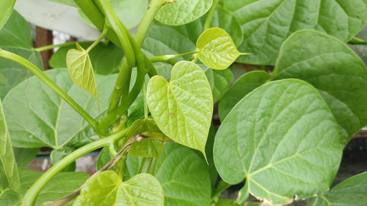 Beauty Tips Skin Ko Glowing Banane Ke Liye Giloy How to Use Giloy For Face