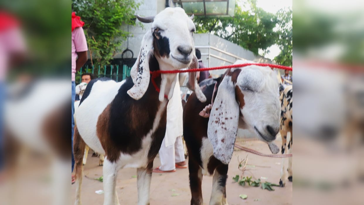 Bittu Bakra is fond of pizza and almond shake