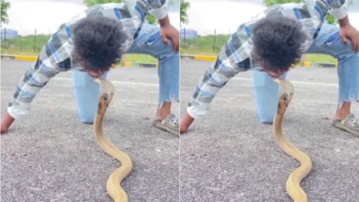 A boy was seen kissing a cobra snake people held their heads after watching the video goes viral