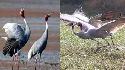 UP: Moradabad and Bijnor Become Favorite Sanctuaries for Sarus Cranes; No Pair Sighted in Amroha for Four Year