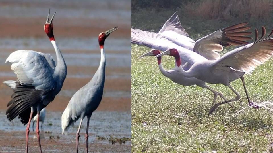 Mobile veterinary unit started for protection of injured cranes and other wildlife in UP