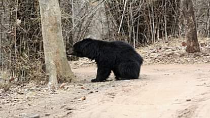 Uttarkashi News woman in Heena village ran to escape a bear and died after falling from a hill
