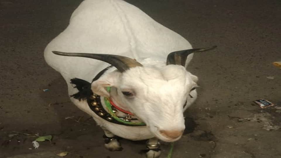 Rate of Bakra high on Bakreed 2025 available on different variants in agra