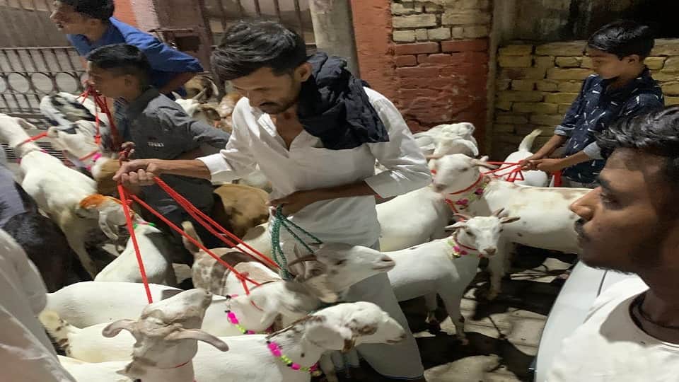 Rate of Bakra high on Bakreed 2025 available on different variants in agra