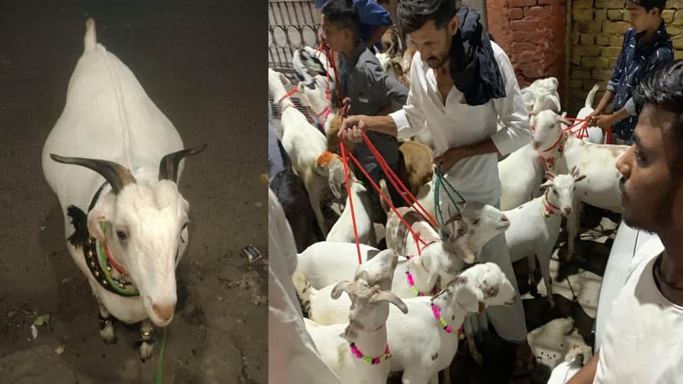 Rate of Bakra high on Bakreed 2025 available on different variants in agra