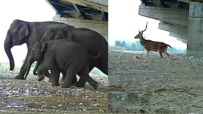 अंडरपास से गुजर रहे हिरन, गजराज,