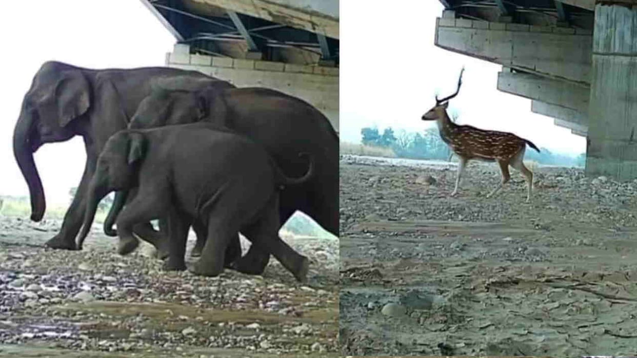 Delhi-Dehradun Expressway Deer and elephant passing through the underpass photographs captured in camera trap