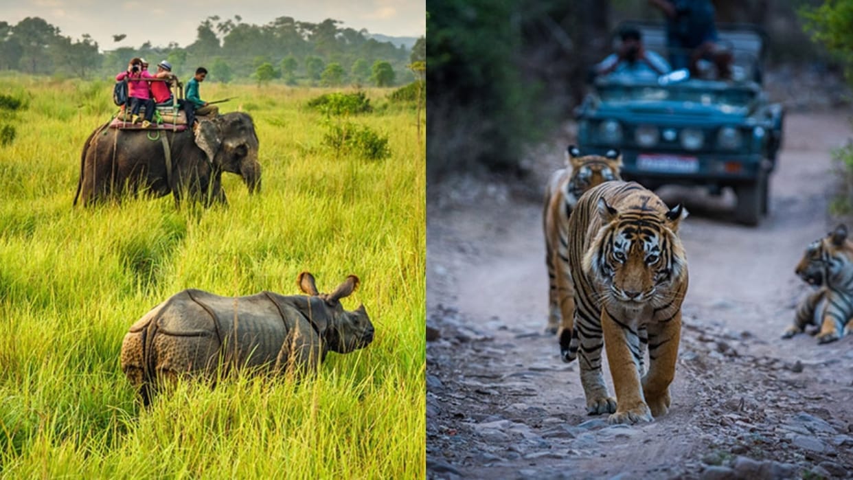 If you want to see tigers elephants and rhinoceroses, then visit Dudhwa before 15 June