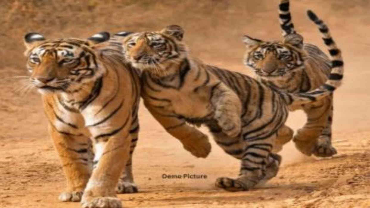 Ranthambore, Arrowhead Tigress, Forest Department, Mukundra Hills, Ramgarh Vishdhari, Karauli-Dholpur Sanctuar