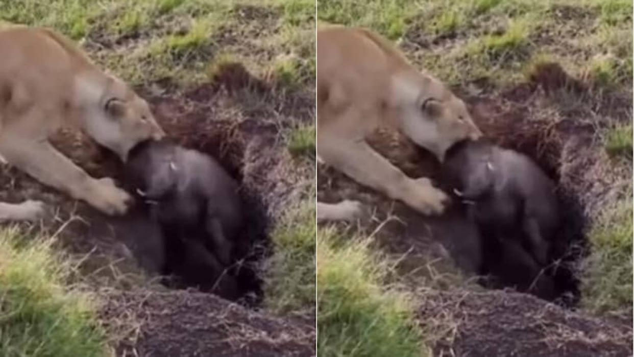 The wild boar was becoming Food of the lion came out of the cave Video goes Viral On Internet