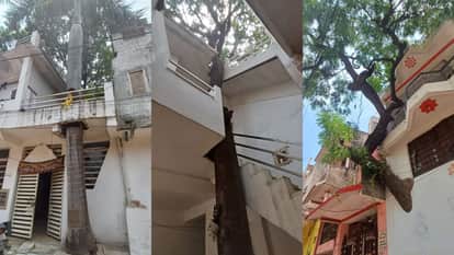 The layout of the house was changed so that trees were not cut down