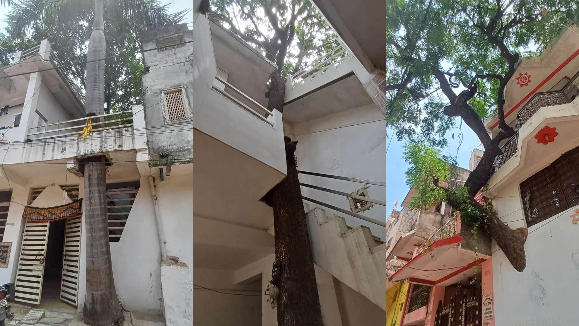 दमोह में पेड़ों के लिए बदली घर की डिज़ाइन