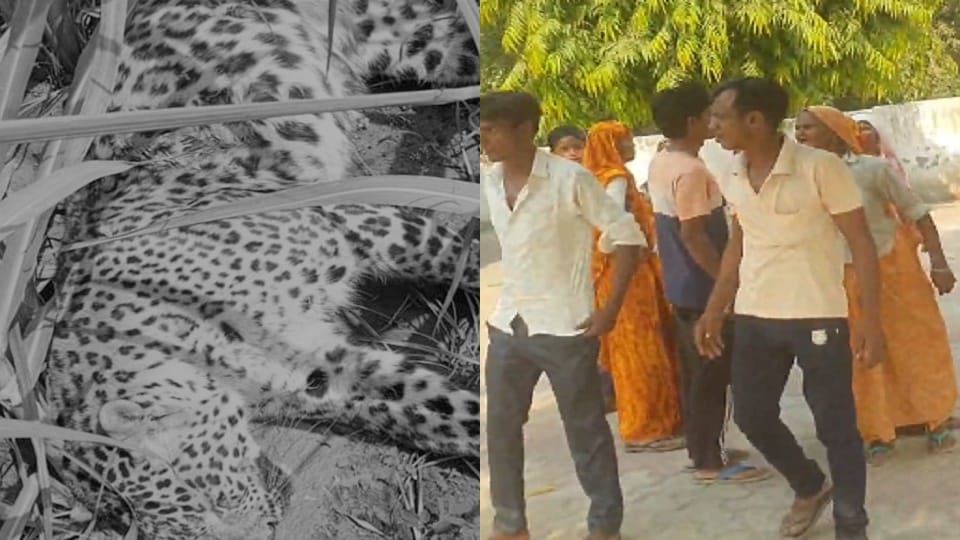 AMROHA: Leopard killed due to fear... terror and then anger against forest department