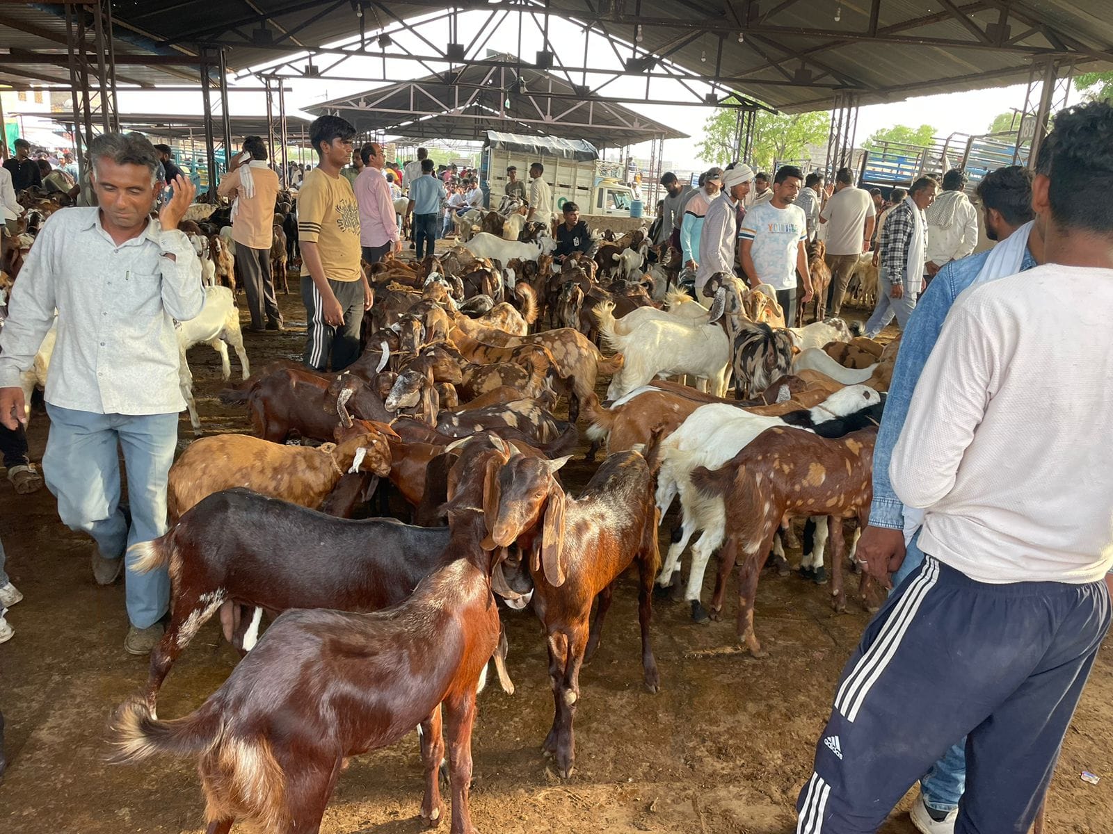 ईद पर राजस्थान से बकरे दुबई एक्सपोर्ट