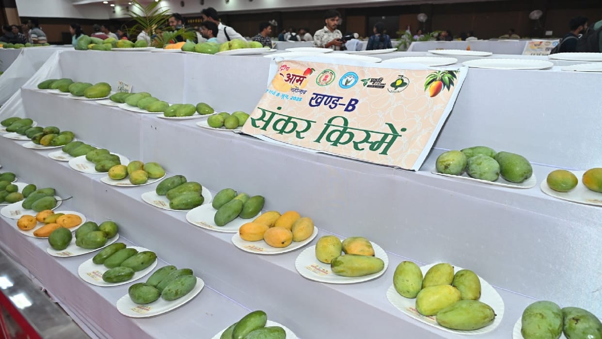 3-day National Mango Festival at Agricultural University in Raipur
