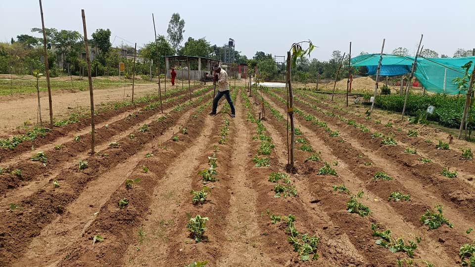 Innovative effort of the district administration to make the tribals of Baldakchar in Bhatapara self-reliant