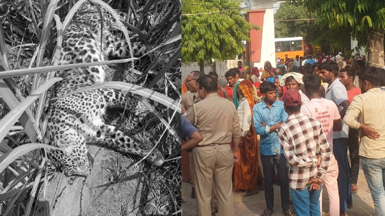 Villagers kill leopard after it attacks six people in Amroha