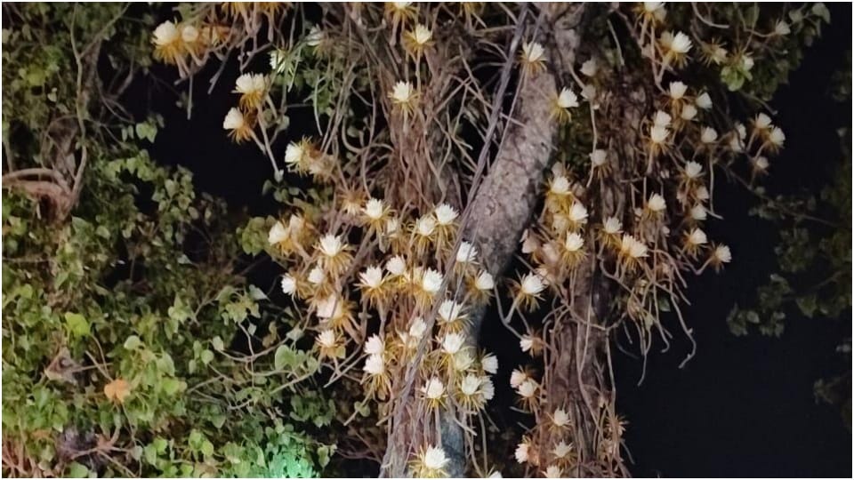 Lotus-like flowers seen on Peepal tree in Muzaffarpur people considered bright light as divine grace in
