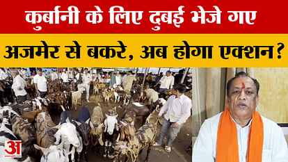 Rajasthan: कुर्बानी के लिए Dubai भेजे गए बकरे, 'नियमों के खिलाफ एक्सपोर्ट हुए तो करेंगे कार्रवाई' Rajasthan: कुर्बानी के लिए Dubai भेजे गए बकरे, 'नियमों के खिलाफ एक्सपोर्ट हुए तो करेंगे कार्रवाई'