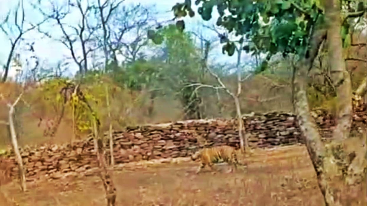 Rohtas: Panic due to sighting of tiger in Kaimur Wildlife Sanctuary area, Forest Department search operation