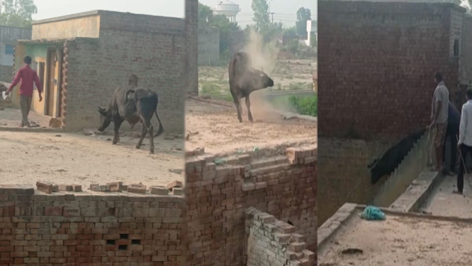 Bull Climbs Rooftop to Attack Youth in Baghpat, Youth Jumps Down to Save Life, Villagers Tie Down the Bull