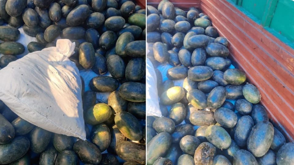 Delhi: Smuggling in a truck loaded with watermelons... Ganja worth Rs 1.75 crore recovered