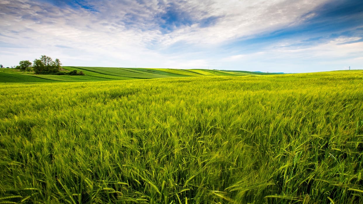 UN FAO warns Fertile land for crops will be destroyed by century end threat to wheat beans coffee and the like