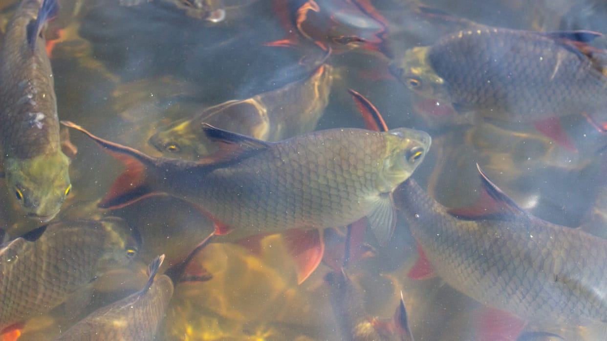 Fish fossils dating back 4.5 million years have been discovered in Mohand for the first time Uttarakhand news