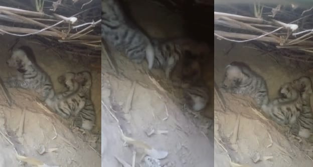 Kanpur There was a stir after three newborn hyena cubs were found, they will rescued and sent to safe place
