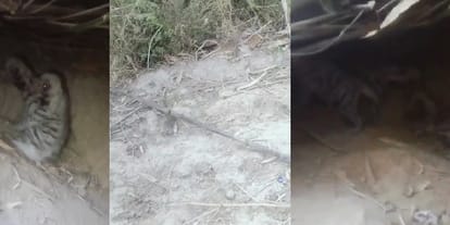 Kanpur There was a stir after three newborn hyena cubs were found, they will rescued and sent to safe place