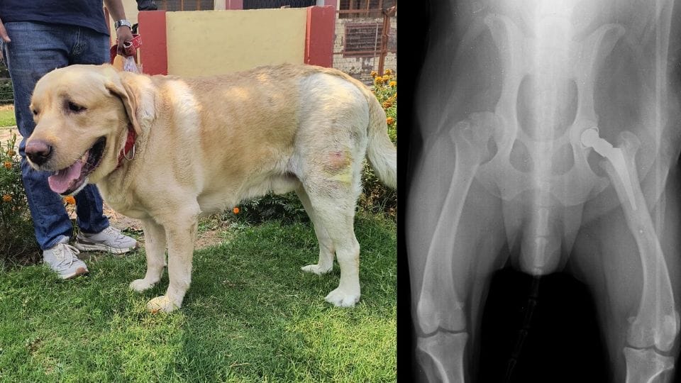 IVRI successfully transplanted a dog hip using indigenous technology first time in India