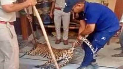 Rajsamand News: Panther entered the house in search of prey