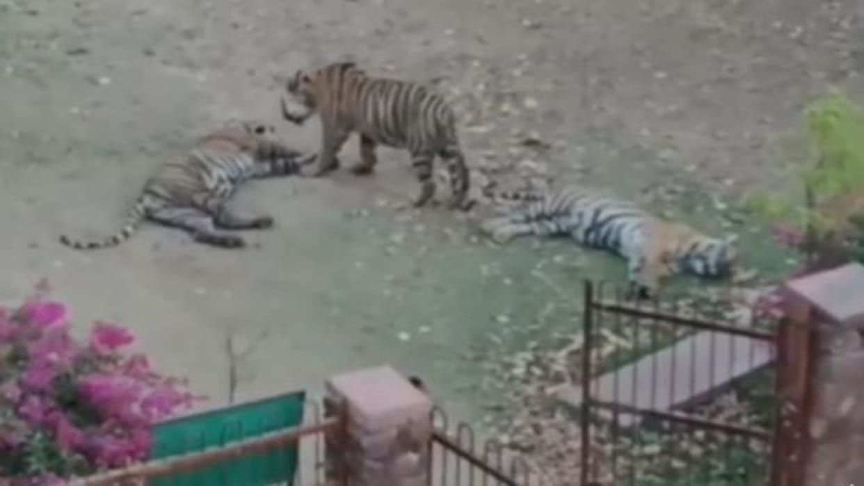 Sawai Madhopur: Trinetra Ganesh Marg closed for devotees, Tiger movement increased again in Ranthambore Fort