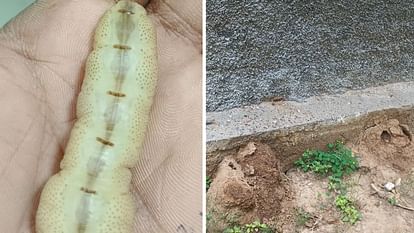 Himachal Termites are eating away crops and forest wealth worth crores every year