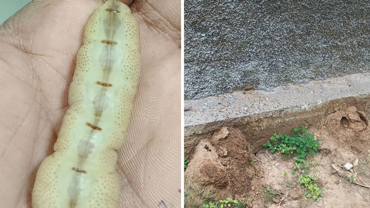 Himachal Termites are eating away crops and forest wealth worth crores every year