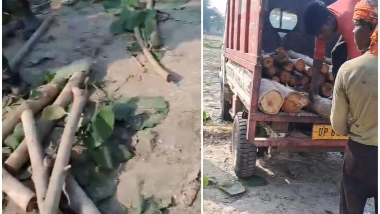 Teak trees cut without permission in Kolhua forest department in action DFO ordered investigation
