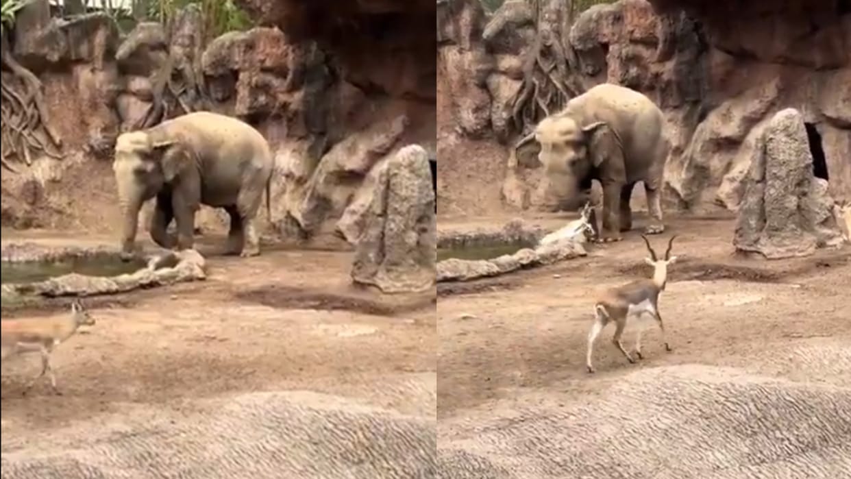 Hathi Ka Video viral video of elephant who saved life the deer video Goes viral