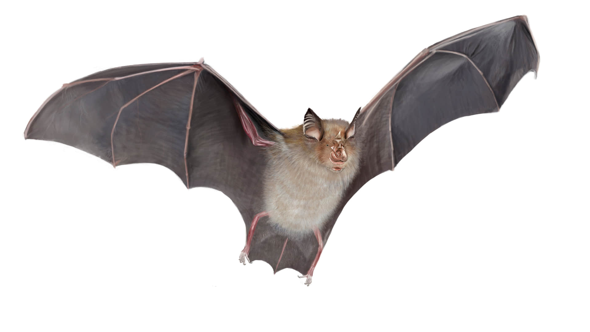 world rabies day 2026 rabies kis kis janwar ke katne se hota hai