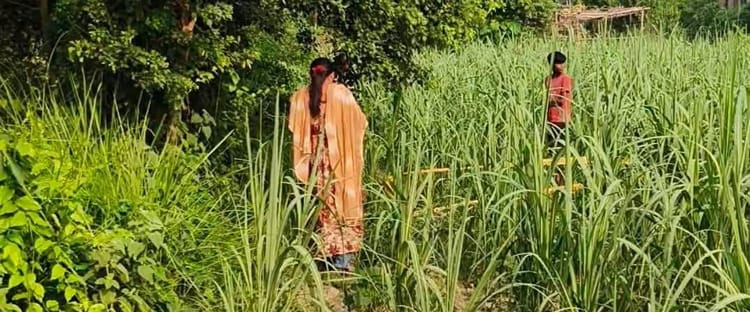 Bihar News: 16 साल की लड़की की निर्मम हत्या, गन्ने के खेत में शव देखकर इलाके में हड़कंप; ग्रामीणों में आक्रोश