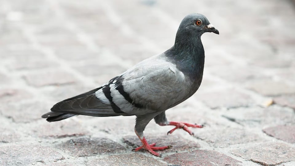 33 illegal pigeon racing races stopped in Punjab, Haryana and Chandigarh