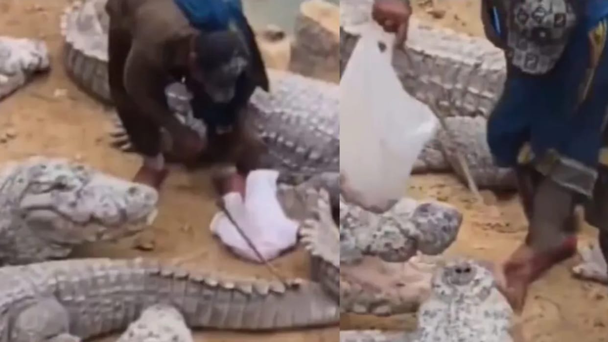 everyone will be shocked after watching this viral video of a man definitely man in crocodile pack