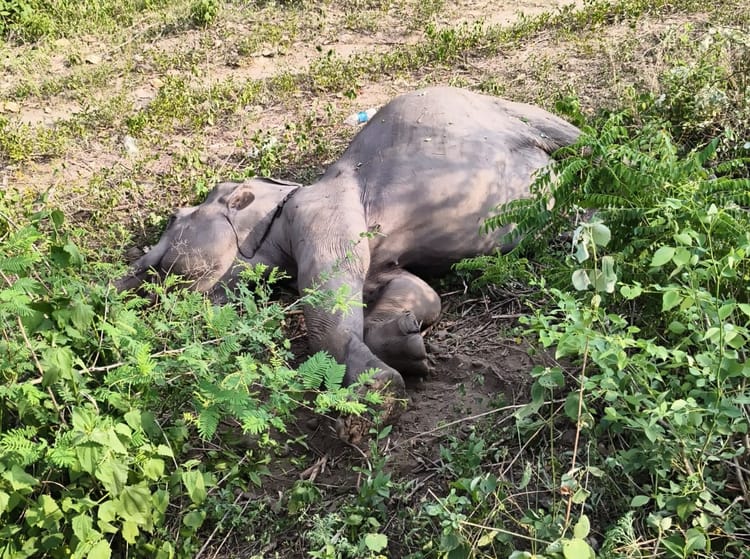 Kotdwar News: सिद्धबली जनशताब्दी एक्सप्रेस ट्रेन की टक्कर से हाथी की मौत, झाड़ियों में पड़ा मिला शव