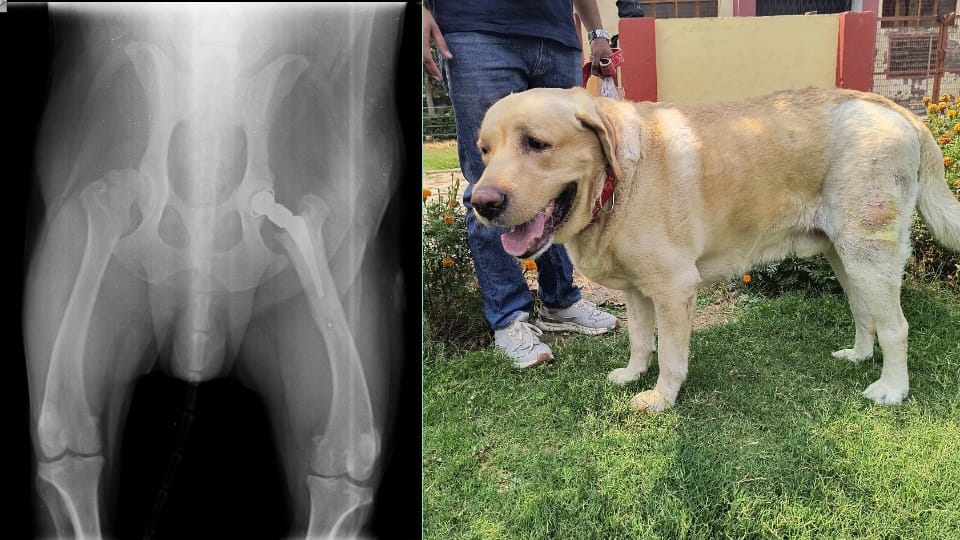 Indian Scientists Perform Successful Hip Transplant on Three Dogs Using Indigenous Technique in Bareilly