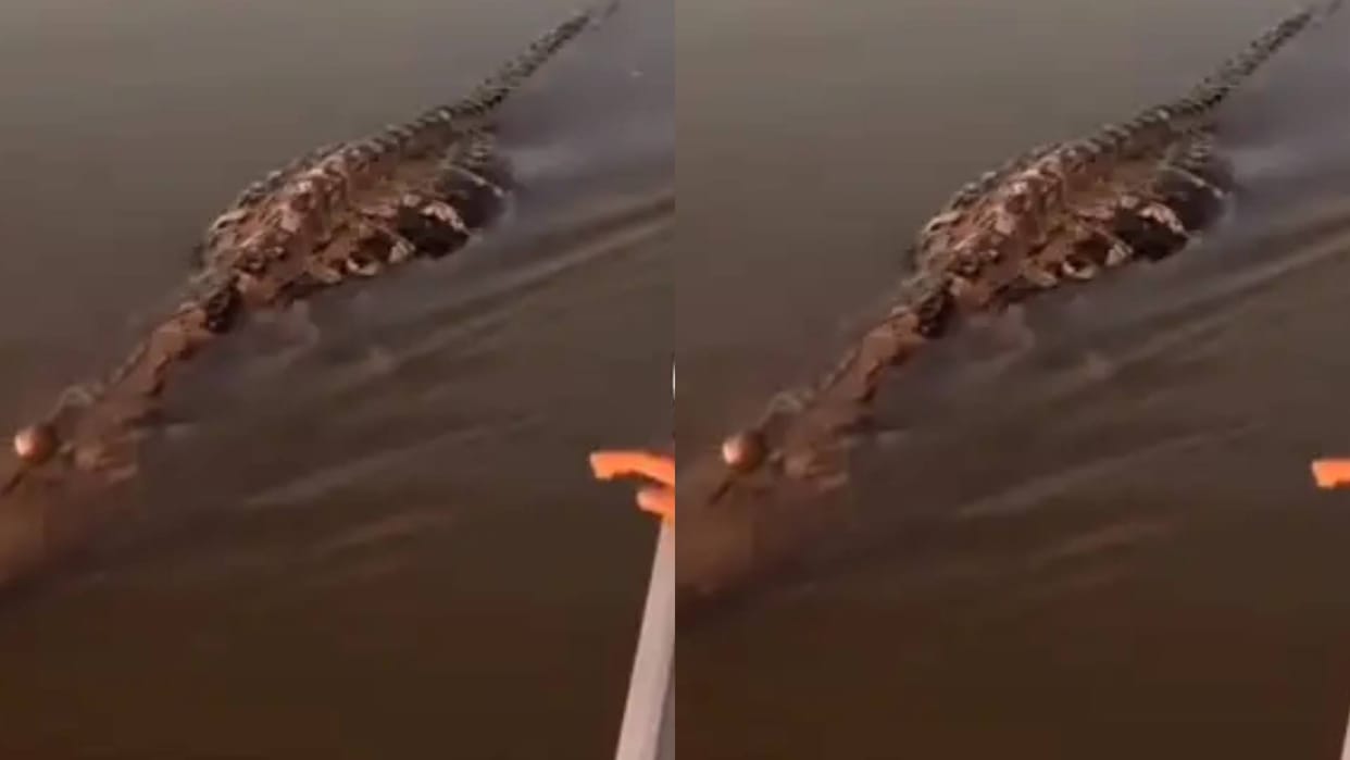 Crocodile was pretending to die in river fishermen went near it did this horrifying thing Video goes Viral