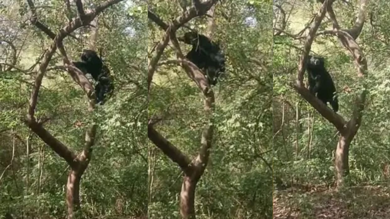 Tourists were thrilled to see a bear climbing a tree in Kumbhalgarh Sanctuary