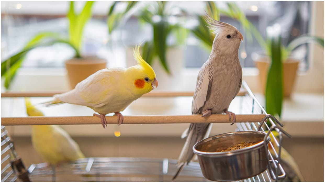 list of popular And Friendly pet bird names To Keep At Home