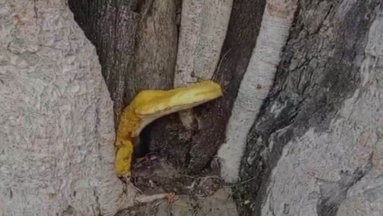 Muzaffarpur News: Snake God-like Figure Appears on a Tree, Villagers Call It Divine Miracle, Begin Worship