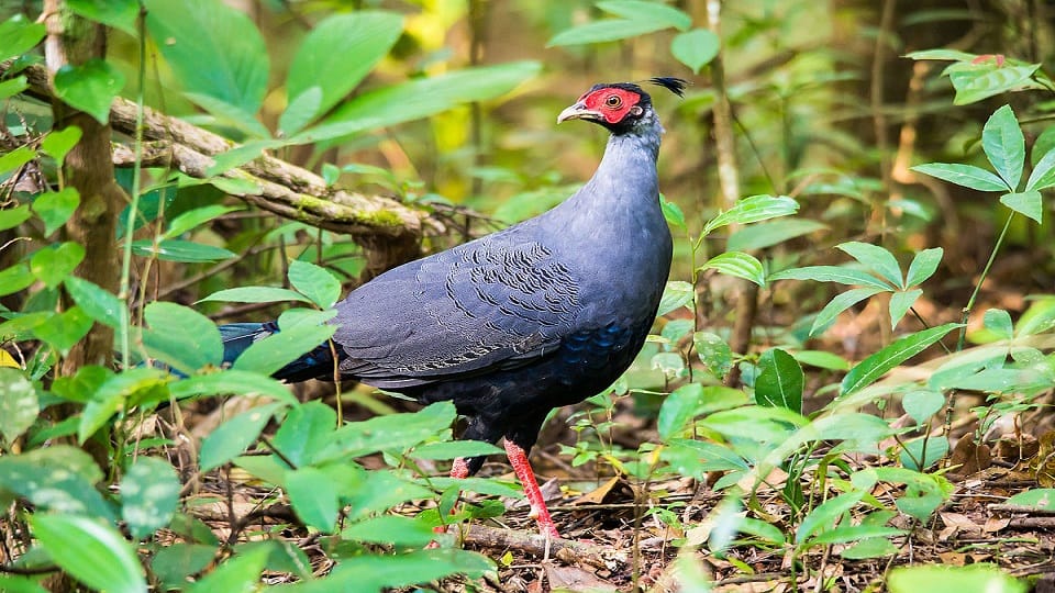 Siamese Fireback Thailand national bird seen in ranikhet for the first time